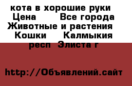 кота в хорошие руки › Цена ­ 0 - Все города Животные и растения » Кошки   . Калмыкия респ.,Элиста г.